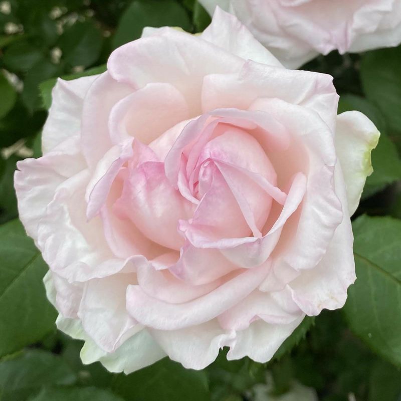 バラ苗 バラ苗 【クンツァイト】 (新苗) つるバラ 四季咲き 中輪 ピンク系