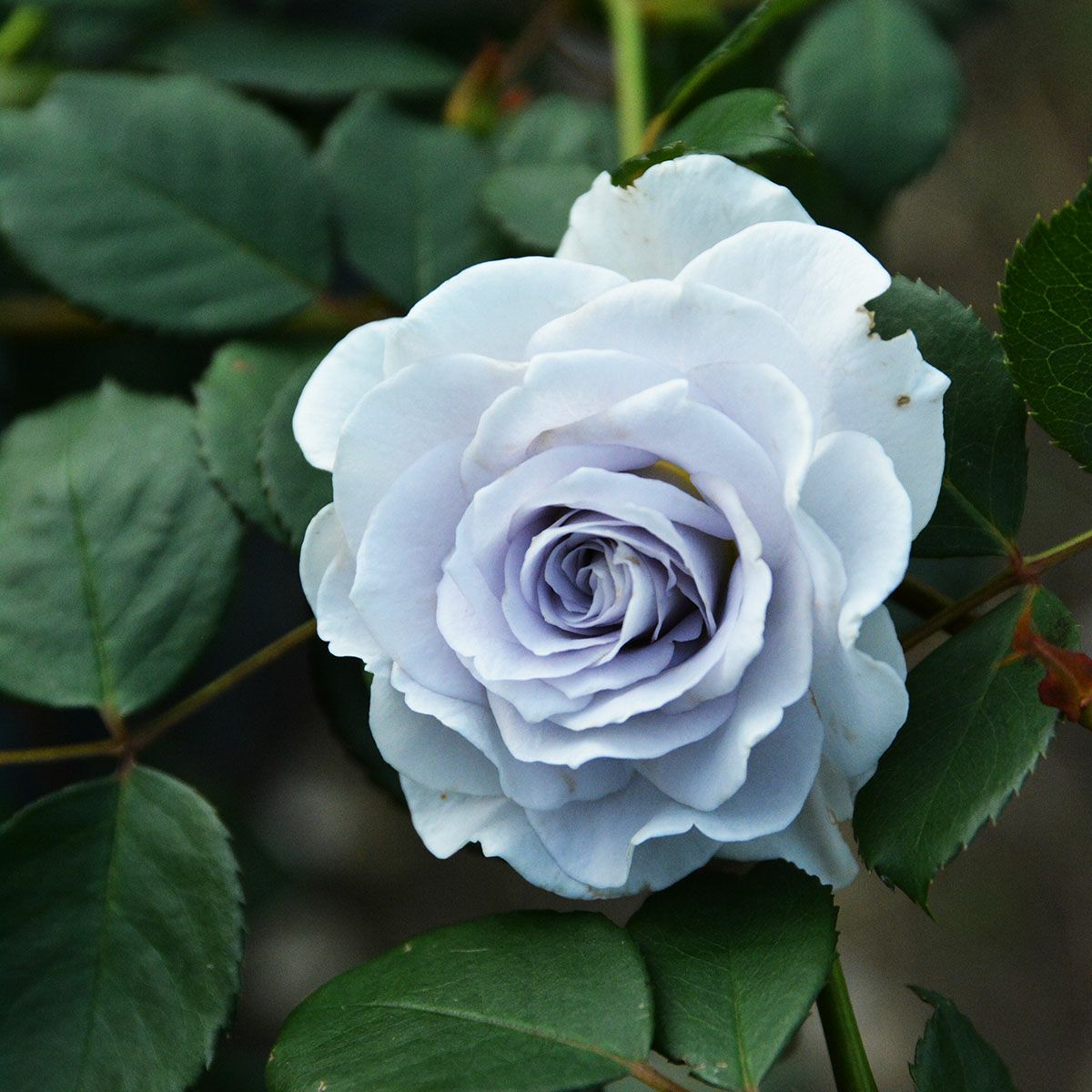 バラ苗ブルーグラビティー