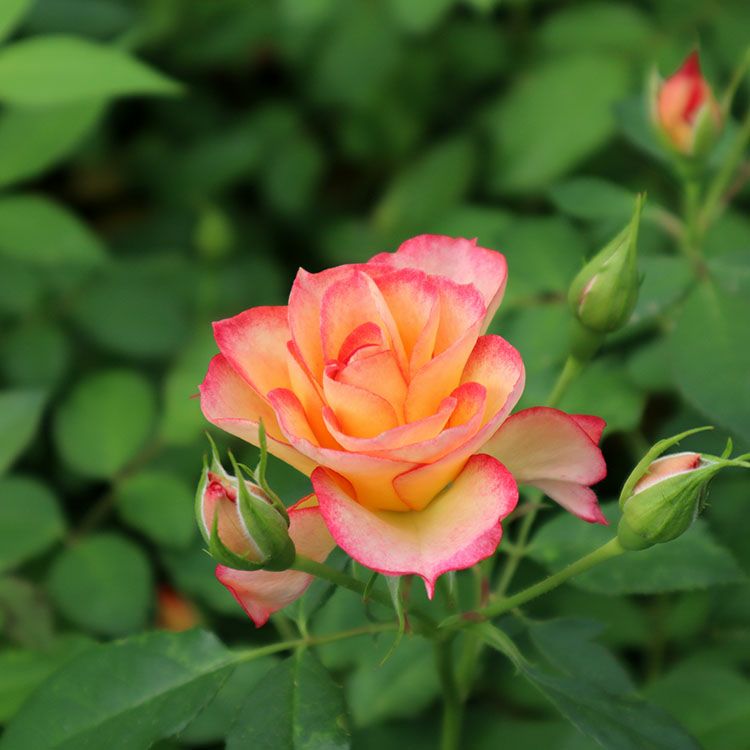 複色系のバラ | THE ROSE SHOP｜バラ専門店 ザローズショップ 本店 