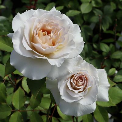 香りのバラ(強香種) | THE ROSE SHOP｜バラ専門店 ザローズショップ 本店 - バラ苗の通販