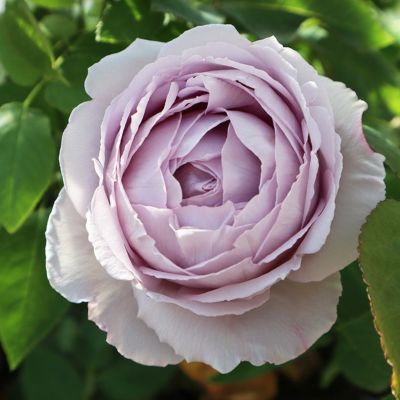 香りのバラ(強香種) | THE ROSE SHOP｜バラ専門店 ザローズショップ 