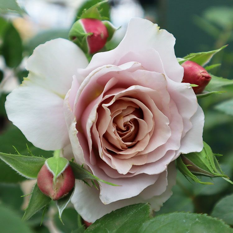 バラ苗 【ブラウンシュガー】 (新苗植え替え) ハイブリッドティー