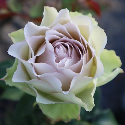 Rose for You | THE ROSE SHOP｜バラ専門店 ザローズショップ
