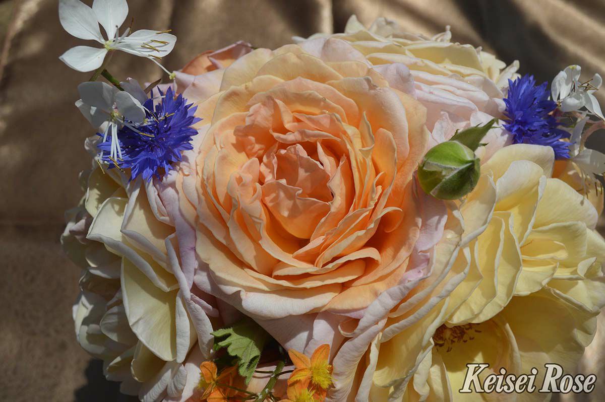 バラ苗Ｇ.Ｄ.ルイーズ（グランドダッチェスルイーズ）