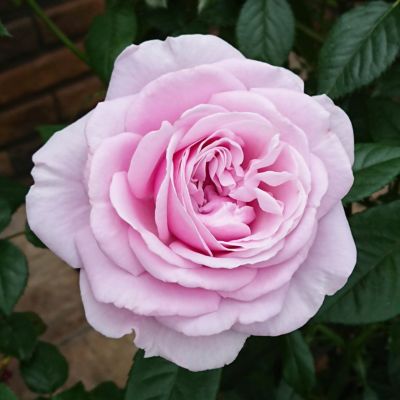 次回2025年秋] 予約裸苗 | THE ROSE SHOP｜バラ専門店 ザローズ