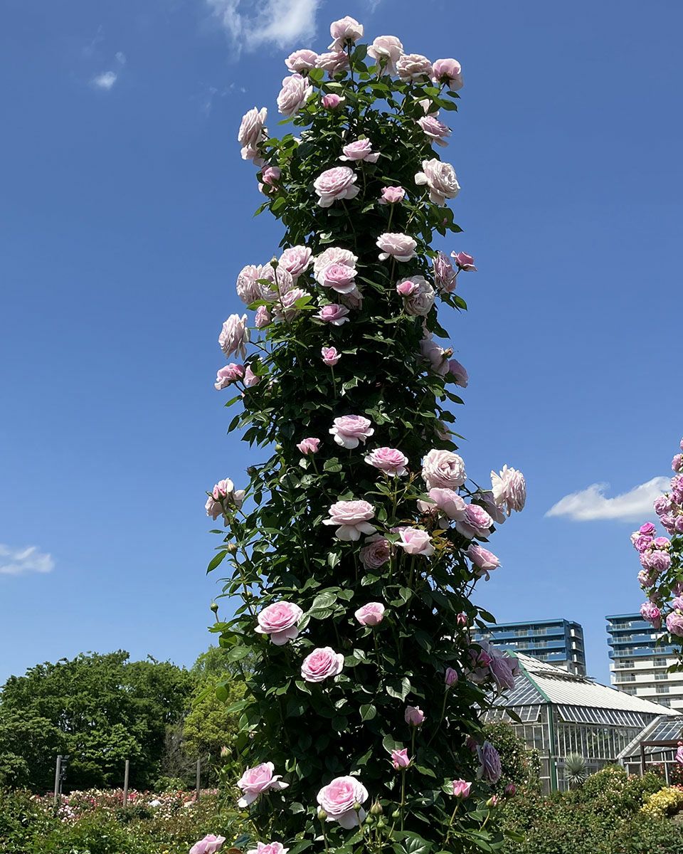 予約苗 バラ苗 【パフュームドレス】 (大苗裸苗) つるバラ 四季咲き