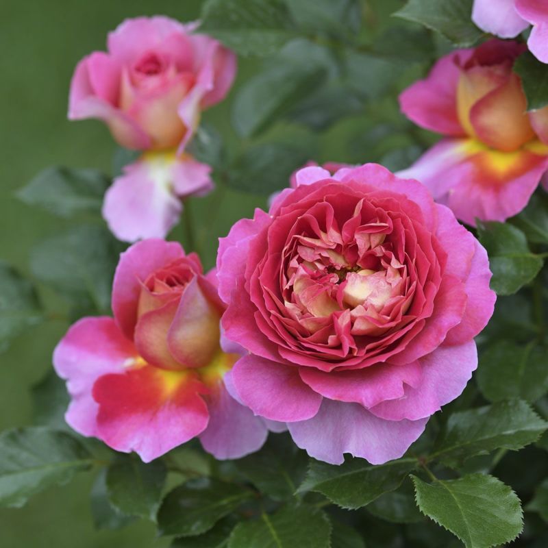 予約苗 バラ苗 【エスプリドゥパリ】 (大苗裸苗) ハイブリッドティー