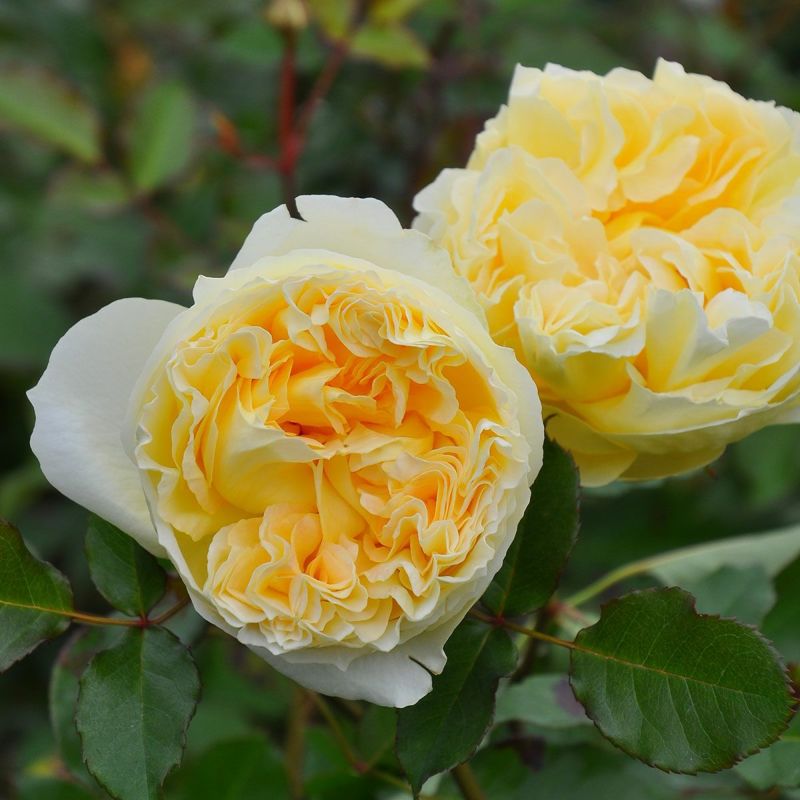 予約苗 バラ苗 【シシリエンヌ】 (大苗) フロリバンダ 四季咲き 中大輪