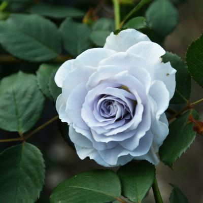 予約苗 バラ苗 【ブルーグラビティー】 (大苗裸苗) フロリバンダ