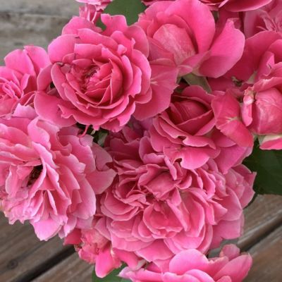 000000012446-01-m.jpg?t=