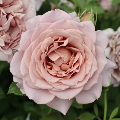 Rose for You | THE ROSE SHOP｜バラ専門店 ザローズショップ 本店 - バラ苗の通販