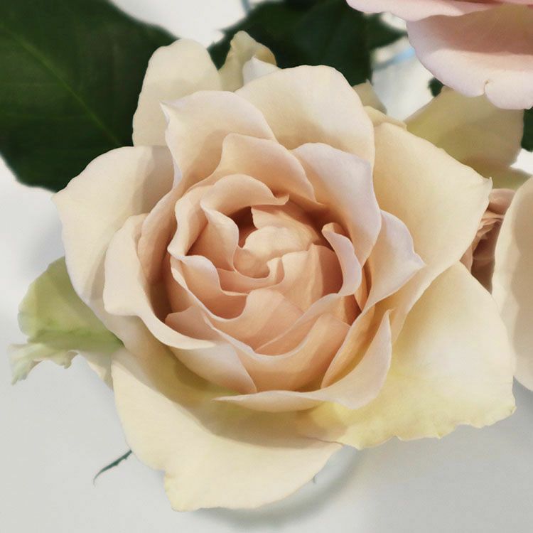 バラ苗 【スフレ】大苗7号専用角鉢入 白系 Rose for You (購入特典