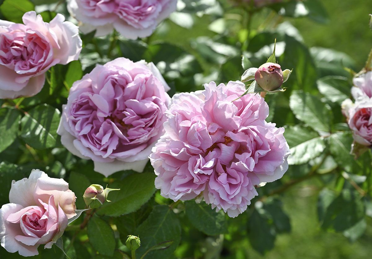 バラ苗 ローズアントワネット