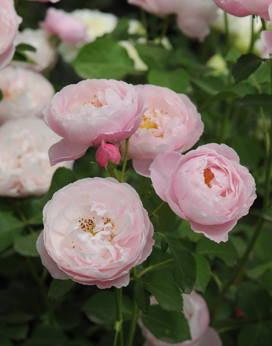 バラ苗 プリュム