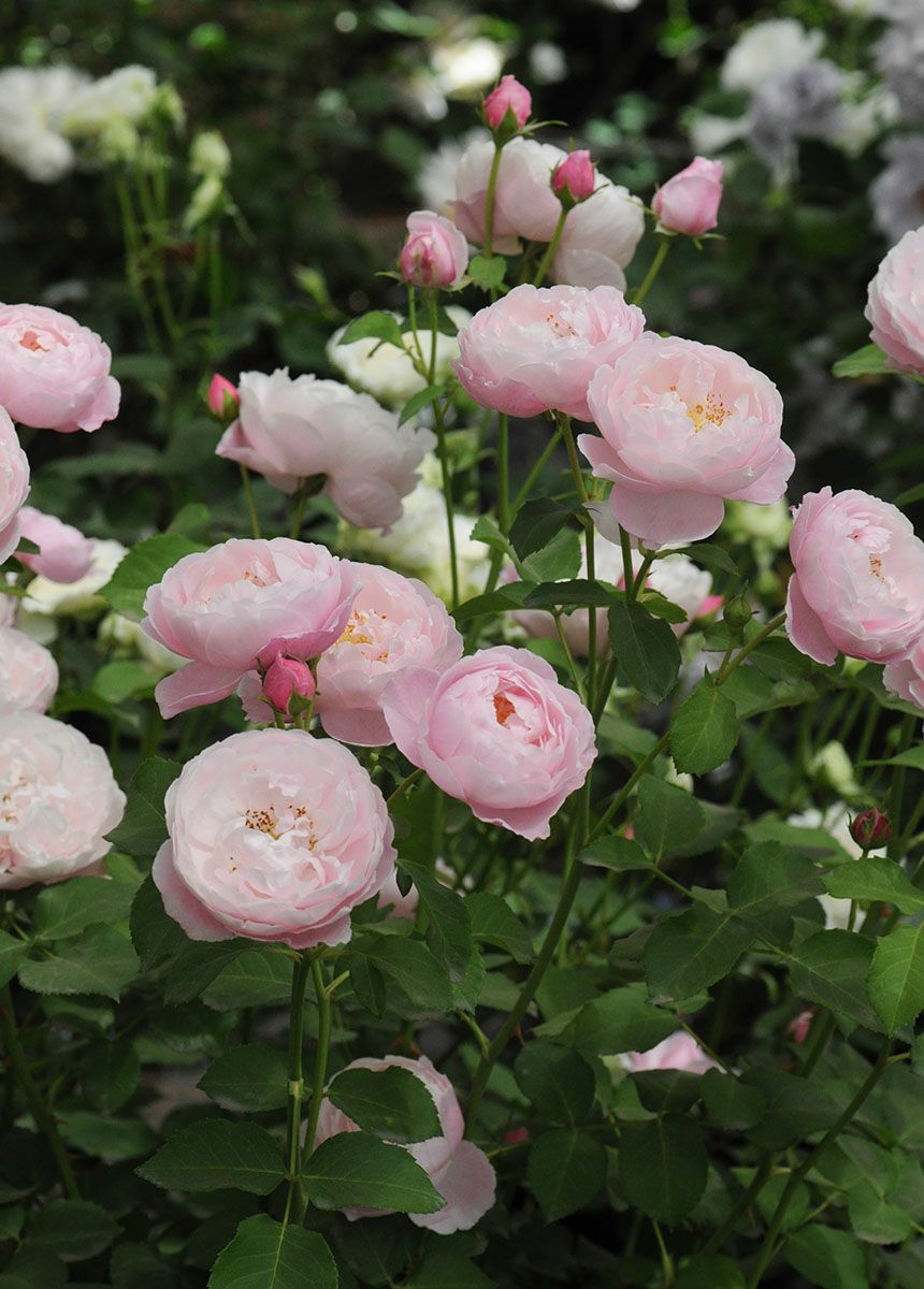 バラ苗 プリュム