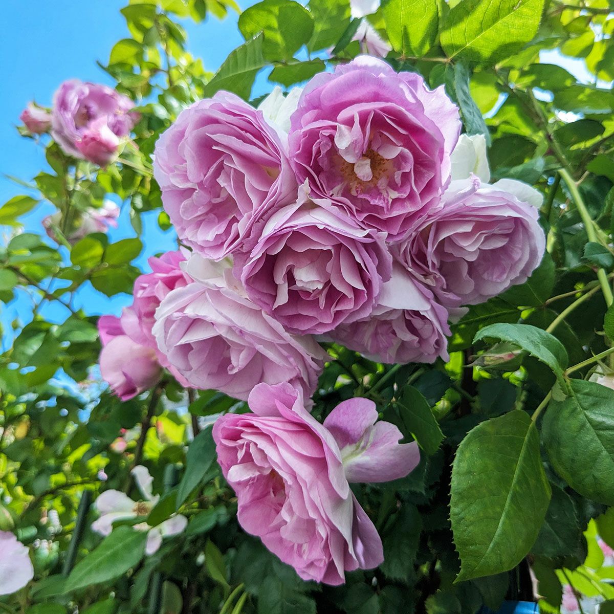 バラ苗エーデルシュタイン