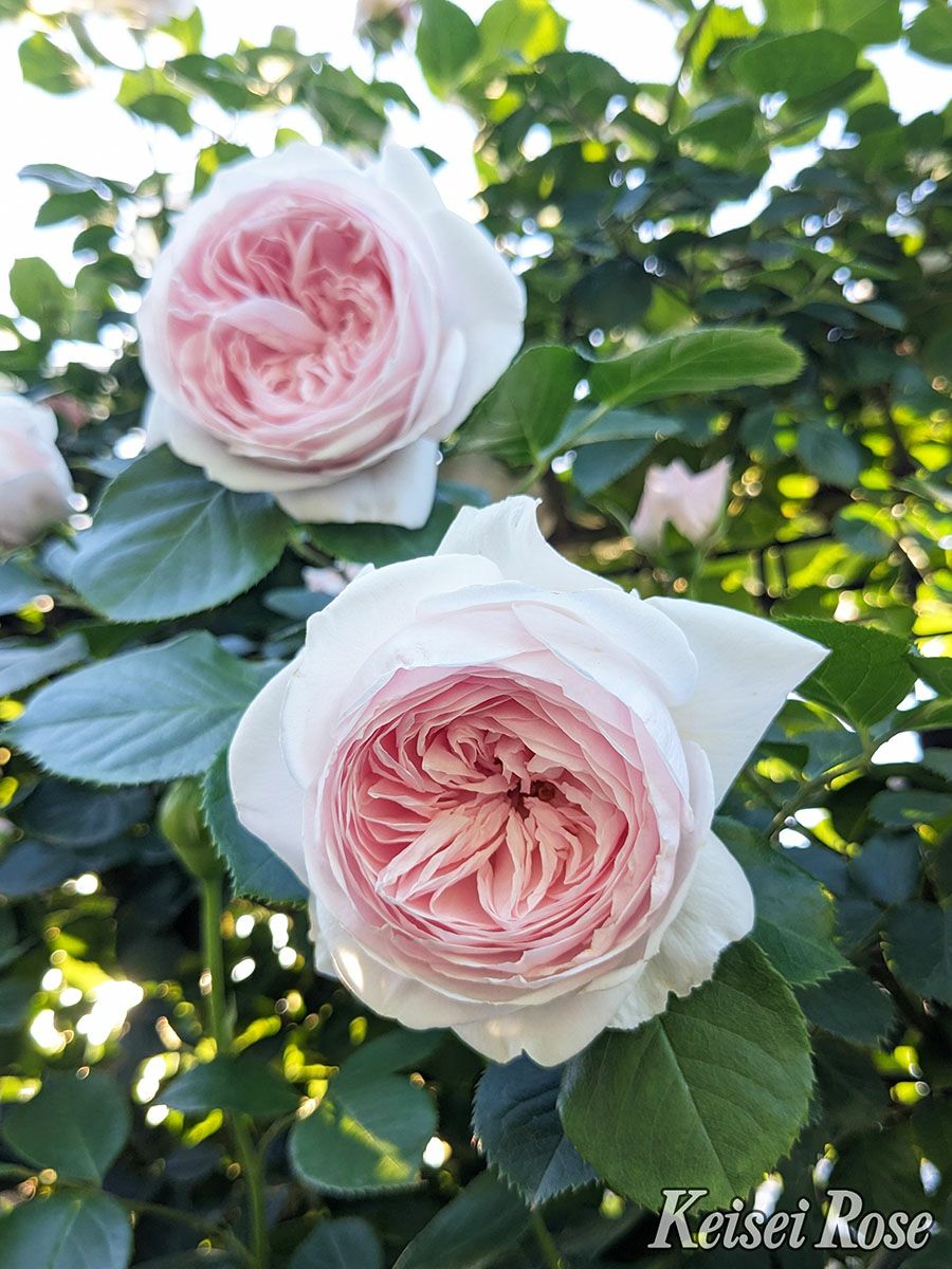 サエナクラエナ作 【バラ】 バラ苗 【クリスティアーナ】 (新苗植え替え) つるバラ 四季咲き 中輪