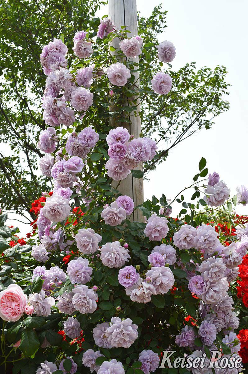 バラ苗レイニーブルー