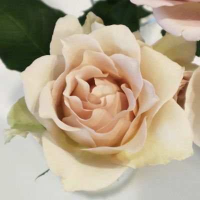 受注お休み中さま専用 バラ苗2点 （新苗植え替え・中苗 | THE