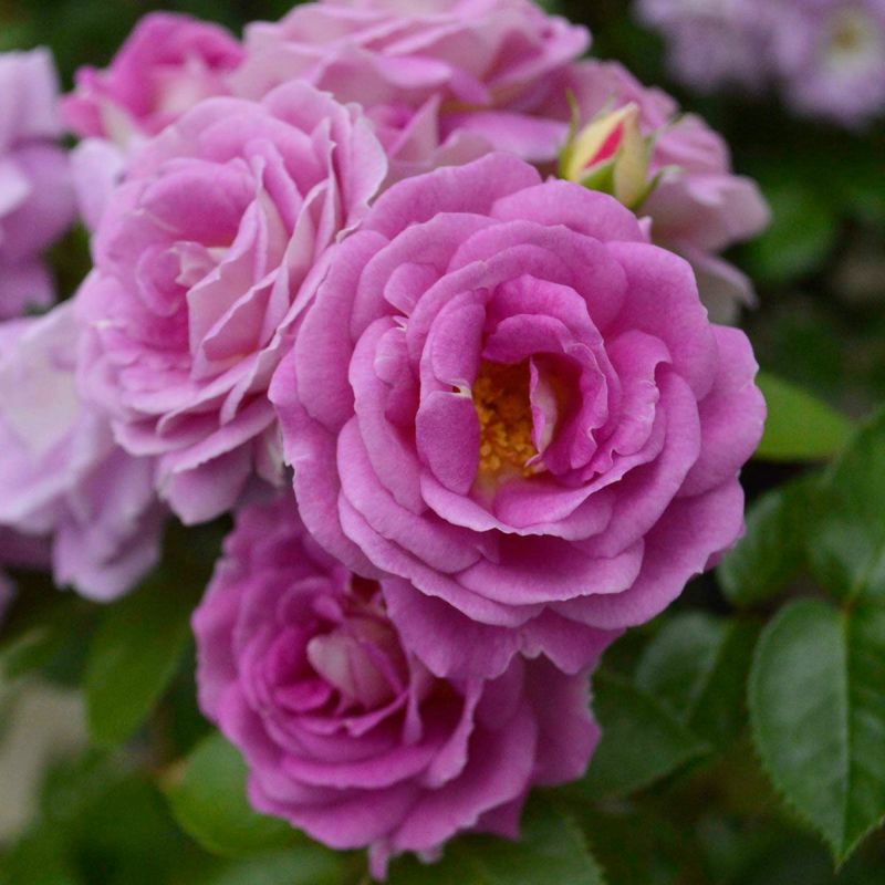 予約苗 バラ苗 【アークティックブルー】 (大苗) フロリバンダ