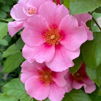 四季咲き中輪 フロリバンダ (FL) | THE ROSE SHOP｜バラ専門店 ザ