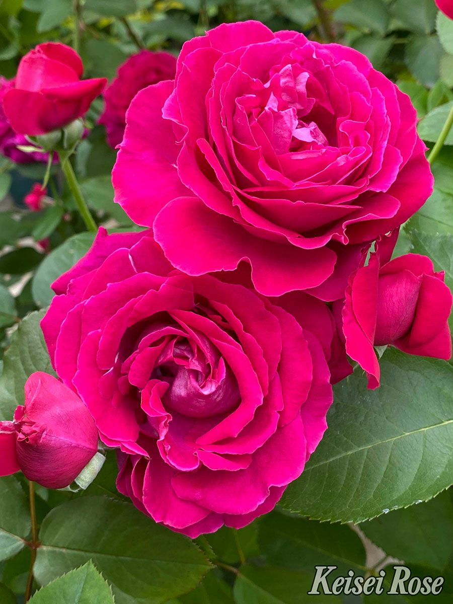 バラ苗ジョリーメロディー