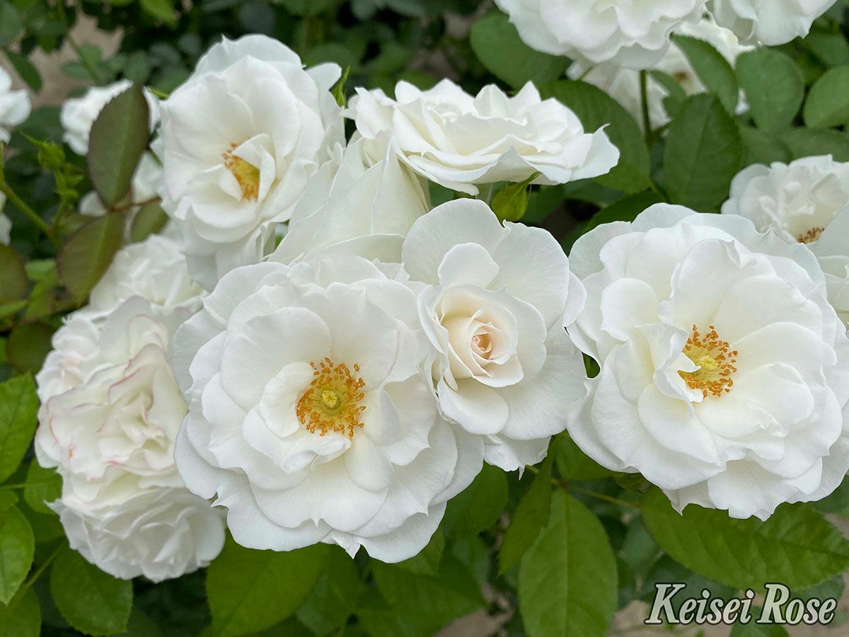 バラ苗ベビーアイスバーグ