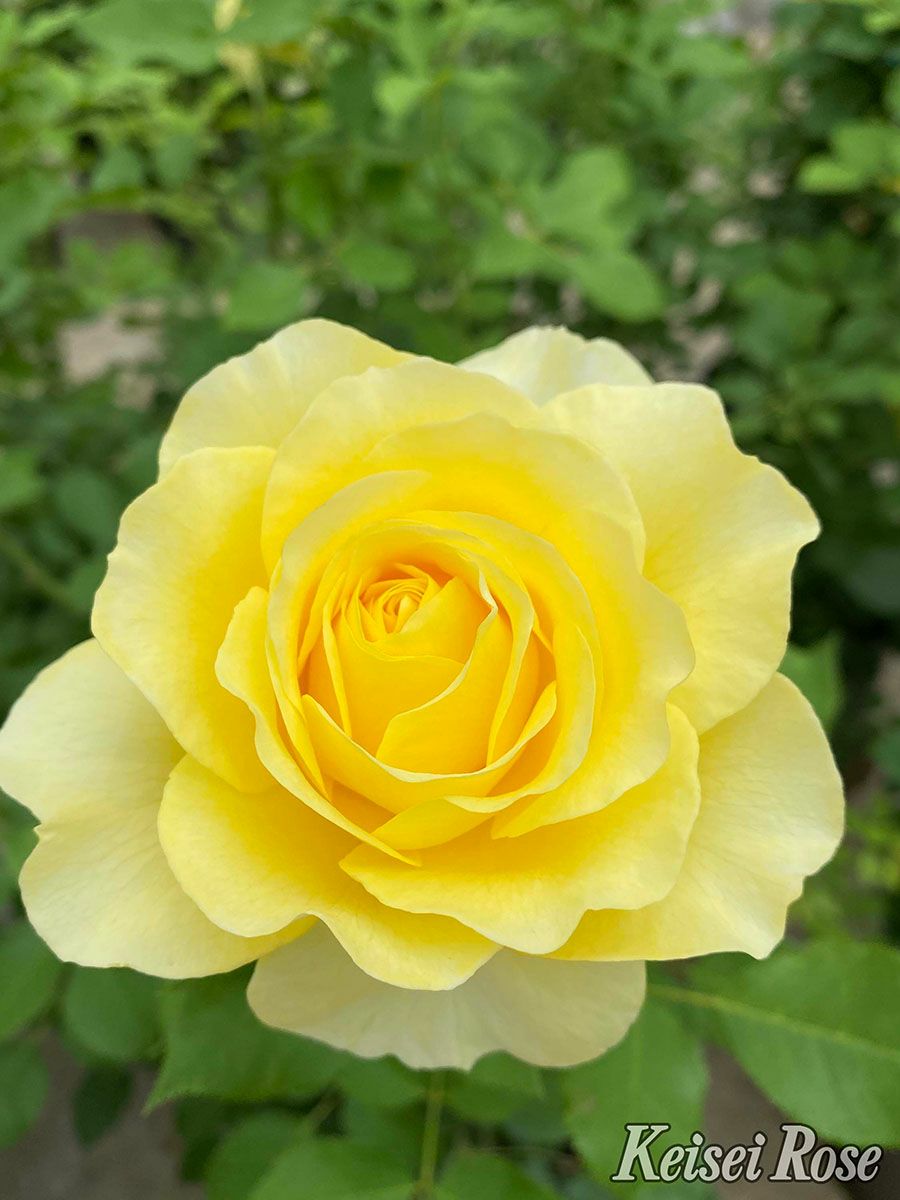 バラ苗 ライムライトグランディローサ