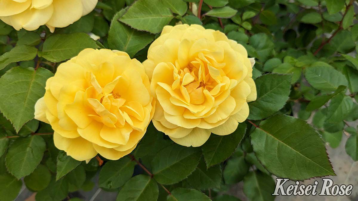 バラ苗スマイルハニーローズ／くまのプーさん