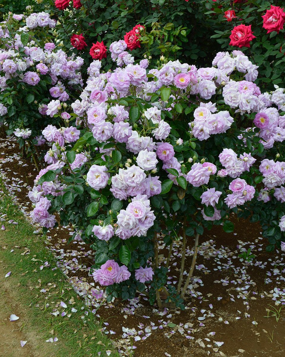 バラ苗アークティックブルー