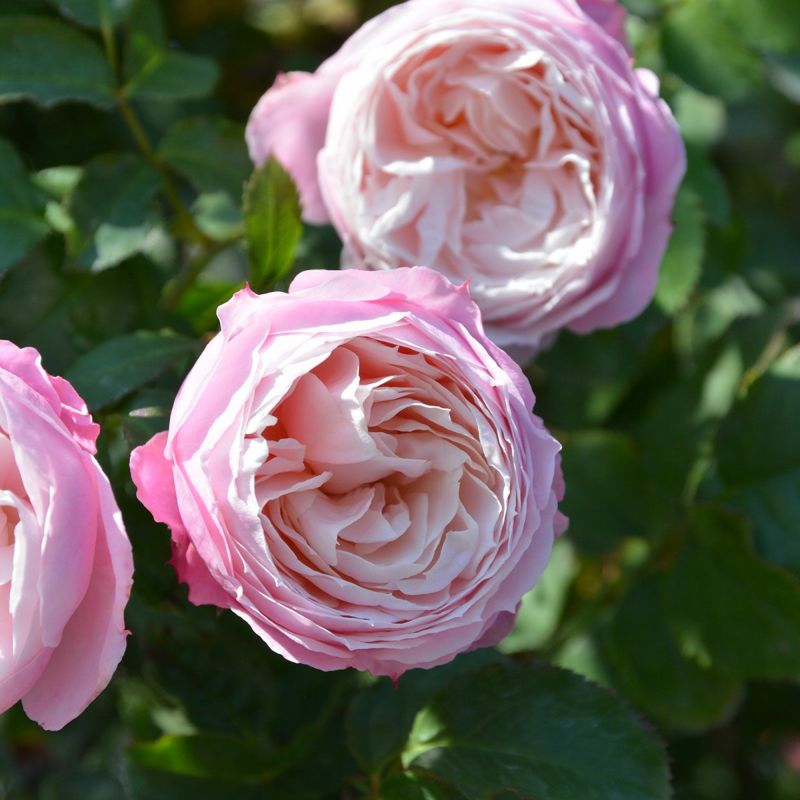 （正規品）大苗8号鉢　ピルエット　ロサオリエンティス　バラ苗　ロサオリ 予約苗 バラ苗 【ピルエット】 (大苗) フロリバンダ 四季咲き 小中輪