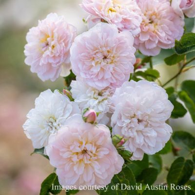 デビッド・オースチン DAVID AUSTIN イングリッシュローズ (イギリス) | THE ROSE SHOP｜バラ専門店 ザローズショップ 本店  - バラ苗の通販