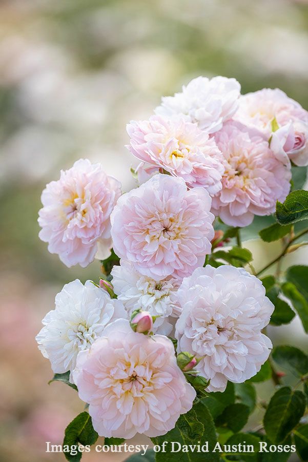 バラ苗 エリザベス