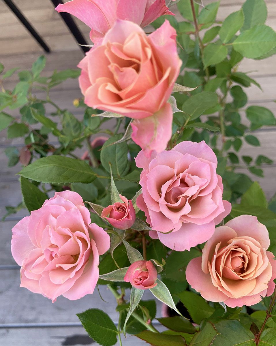 バラ苗 銘仙(めいせん)