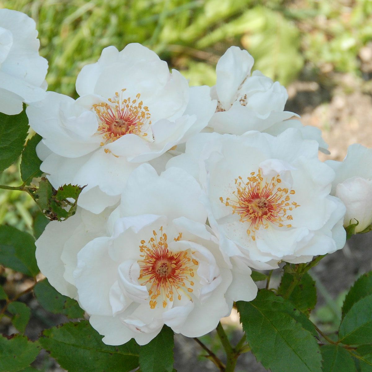 バラ苗 ジャクリーヌデュプレ