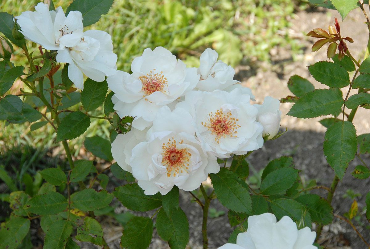 バラ苗 ジャクリーヌデュプレ