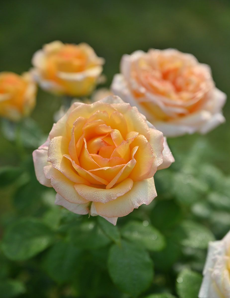 バラ苗コートドール