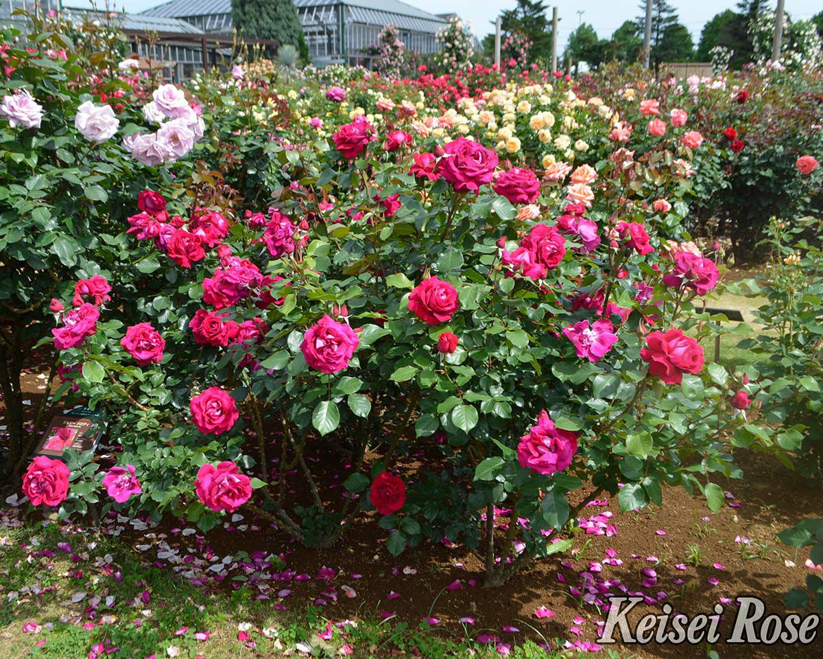 バラ苗ジョリーメロディー