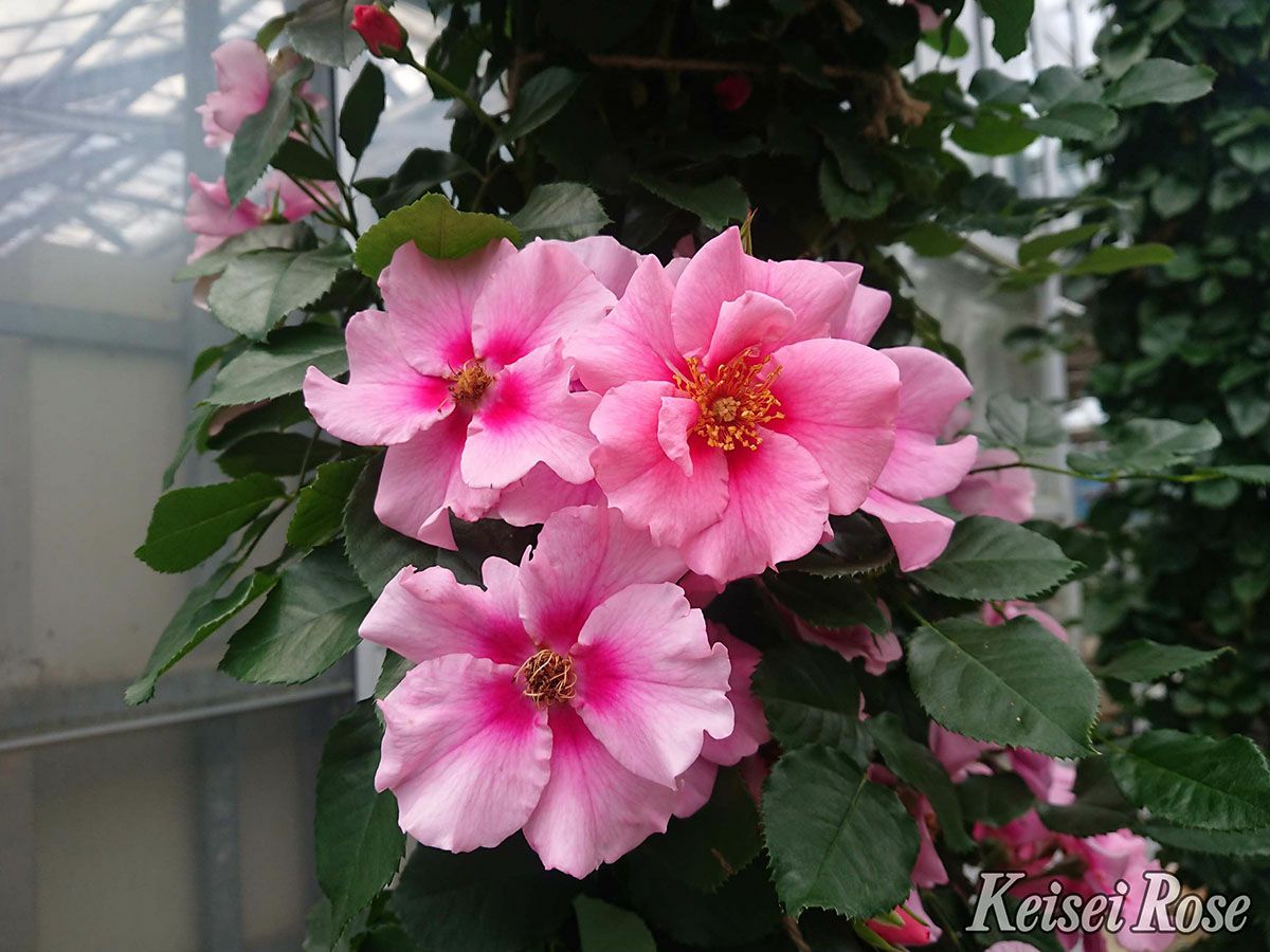 バラ苗シー ユーインピンク