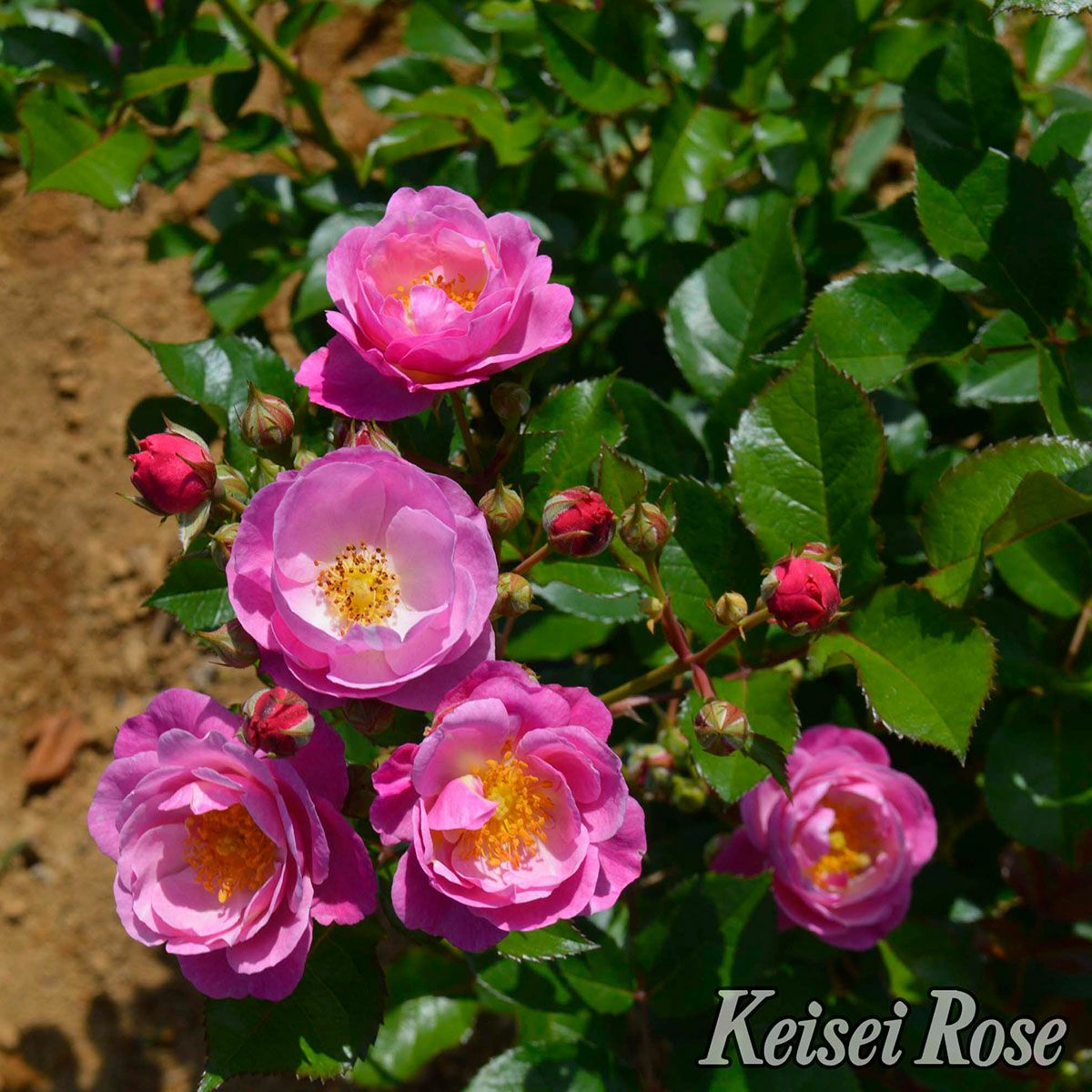 バラ苗恋こがれ