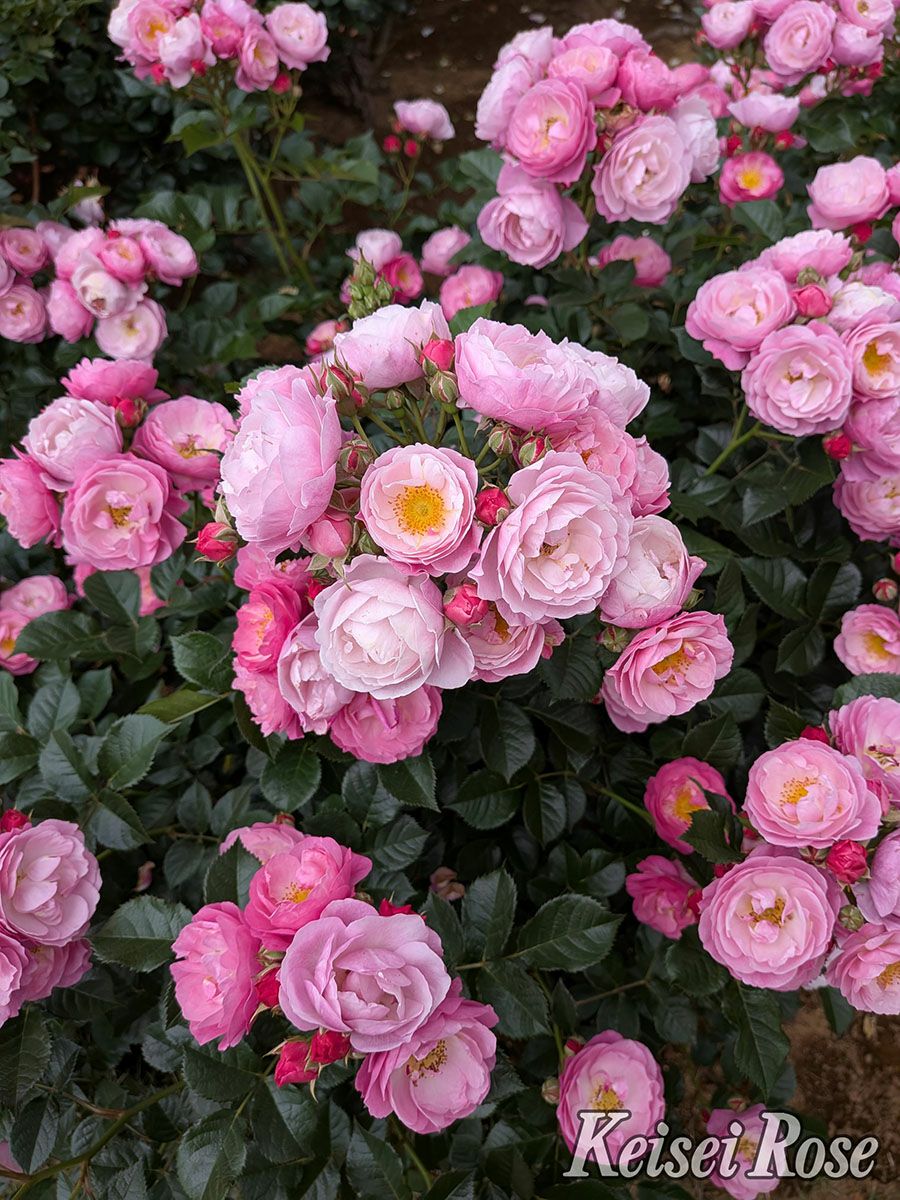 バラ苗恋こがれ