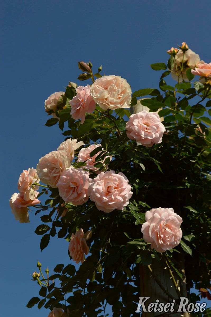 バラ苗マティアスクラウディウスローズ