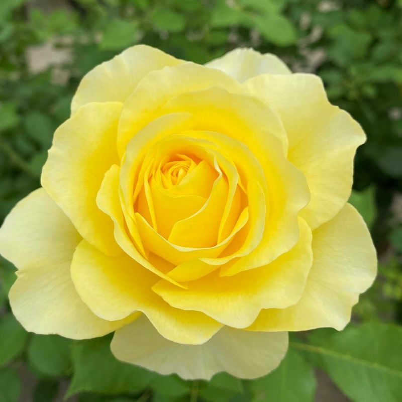 バラ苗 【ライムライトグランディローサ】 (新苗) つるバラ 返り咲き