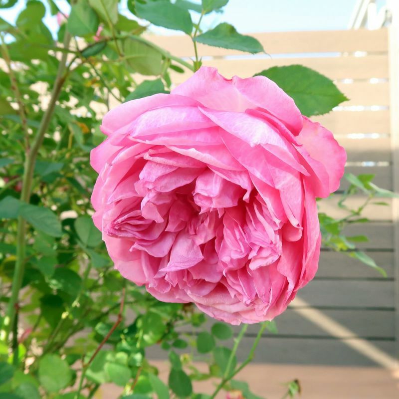 F&Gローズ | THE ROSE SHOP｜バラ専門店 ザローズショップ 本店 - バラ