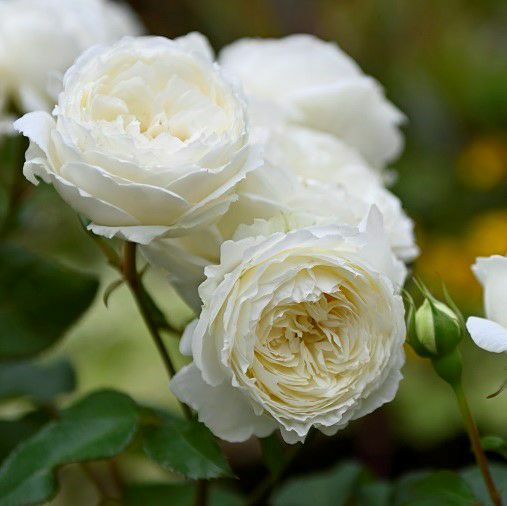 バラ苗スノートワ