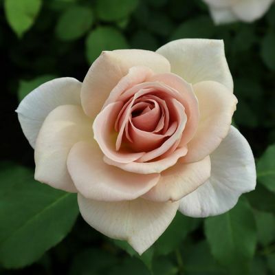 商品一覧 | THE ROSE SHOP｜バラ専門店 ザローズショップ 本店