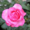 バラ苗ラズベリームースRose for You