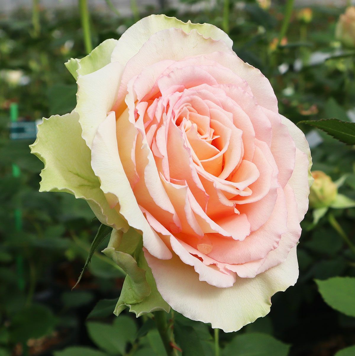 Rose for You THE ROSE SHOP｜バラ専門店 ザローズショップ 本店 バラ苗の通販