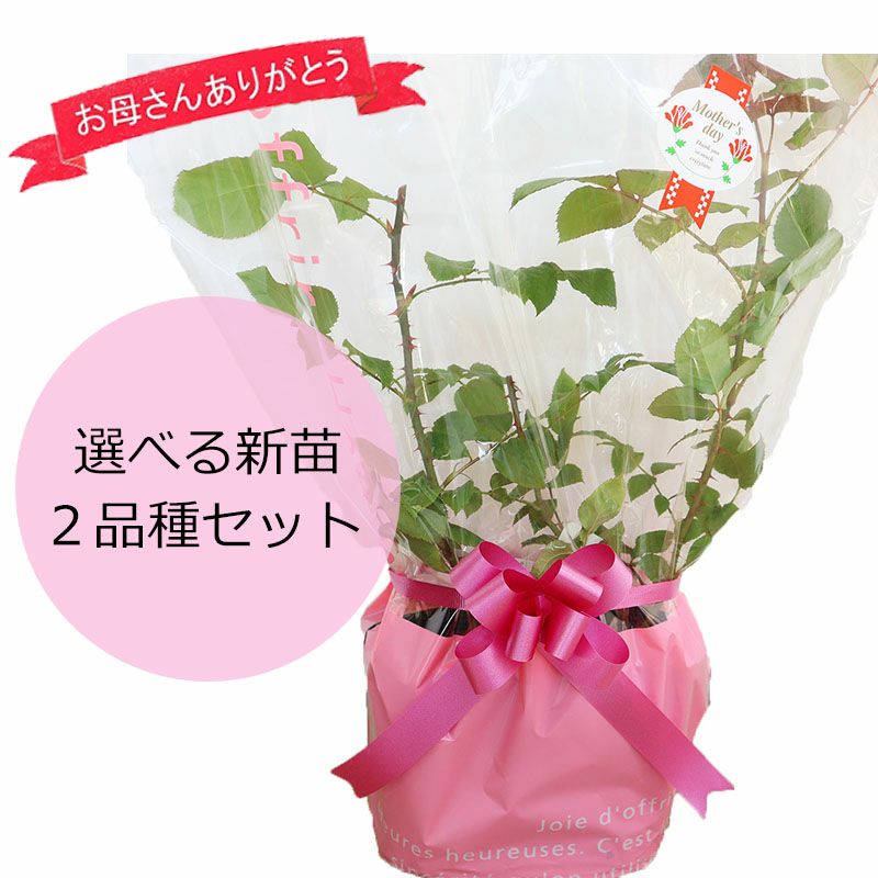 バラ苗新苗選べる母の日ギフト