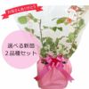 バラ苗新苗選べる母の日ギフト